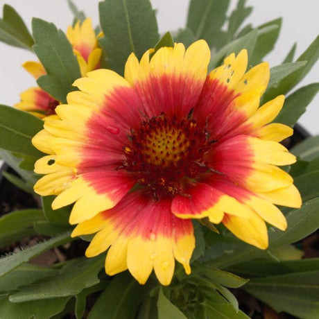 Sunset Cutie Gaillardia