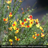 Sister Disco&reg; Scotch Broom