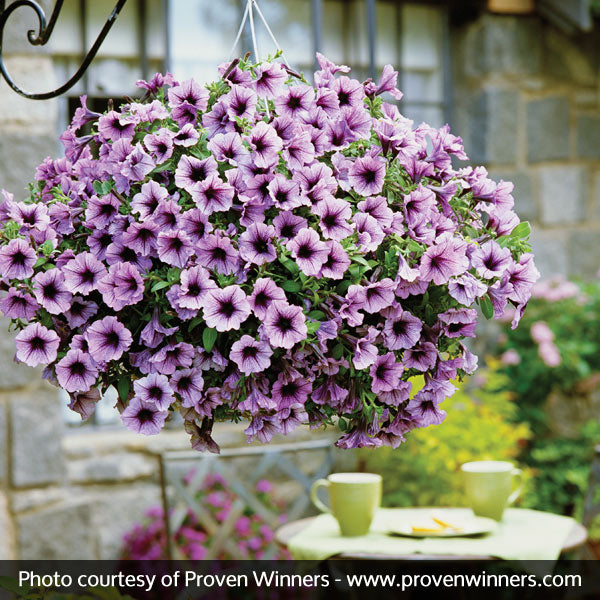 Supertunia&reg; Bordeaux&trade; Petunia