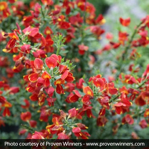 Scotch Broom Sister Redhead?