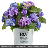 Let's Dance&reg; Blue Jangles&reg; Reblooming Hydrangea