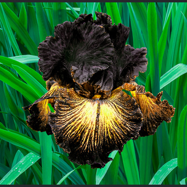 Sorbonne Tall Bearded Iris