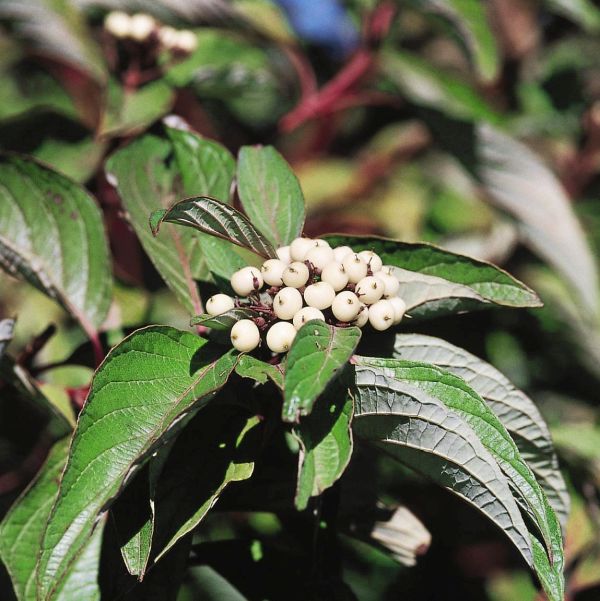 Bailey Red Twigged Dogwood