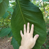 Cucumber Tree Magnolia