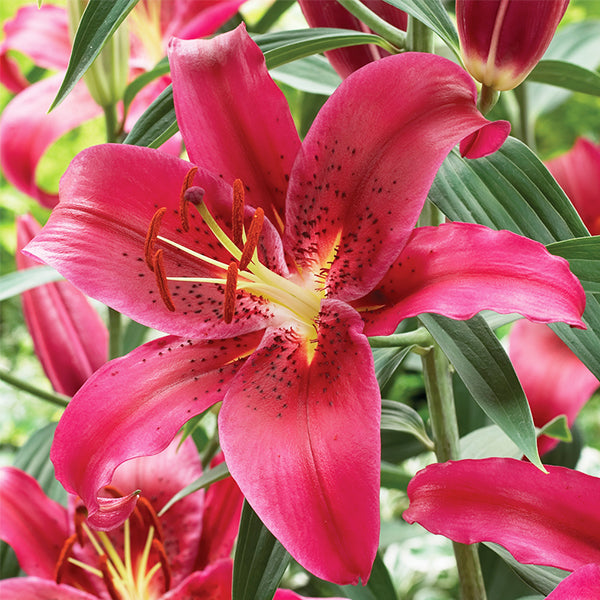 Montezuma Oriental Lily