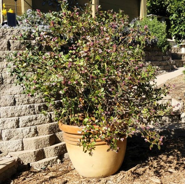 Sunshine Blue Blueberry Bush