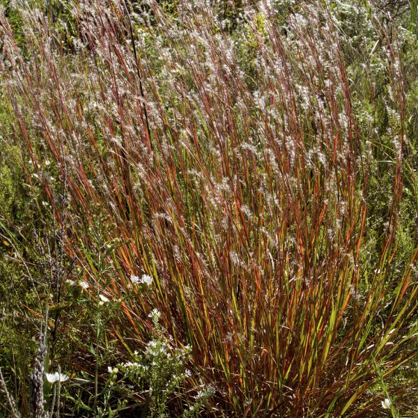 Little Bluestem Grass