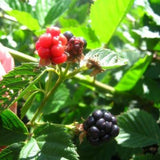 Natchez Blackberry Bush