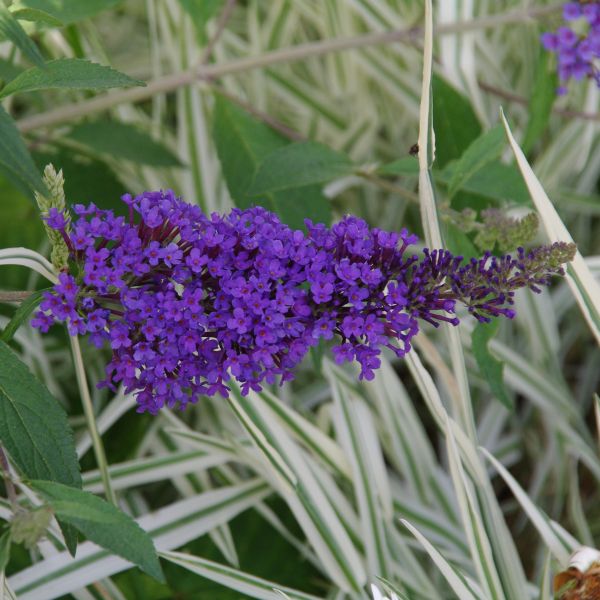 Buzz&trade; Lavender Butterfly Bush