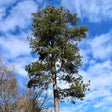 Loblolly Pine Tree