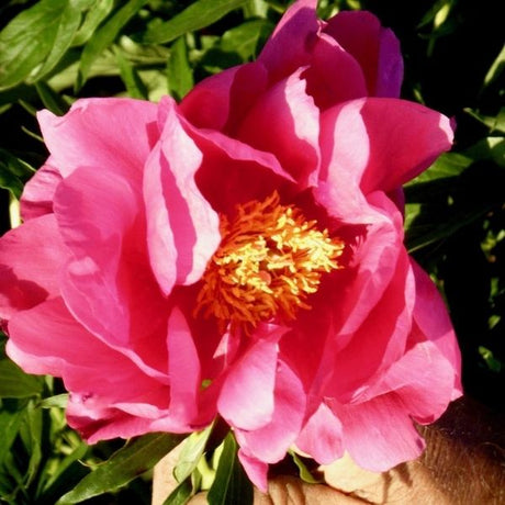 Coral Fay Peony