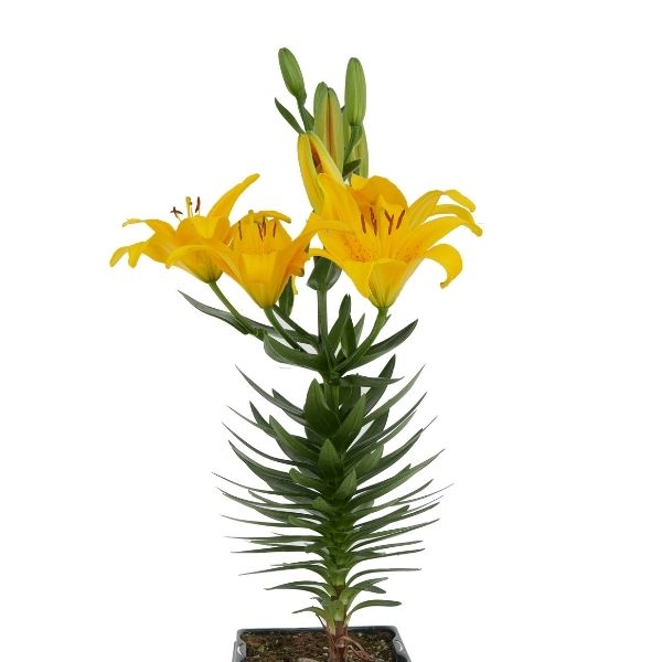 Yellow Asiatic Lily