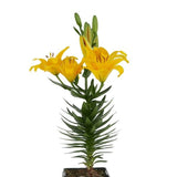 Yellow Asiatic Lily