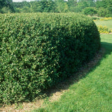 California Privet Hedge