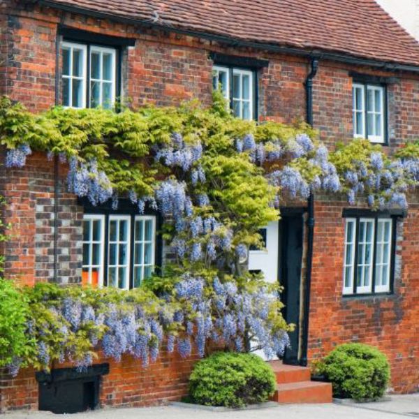 Blue Chinese Wisteria Vine