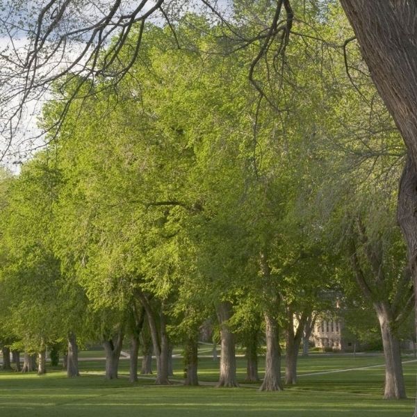 Audubon&reg; Native Princeton American Elm