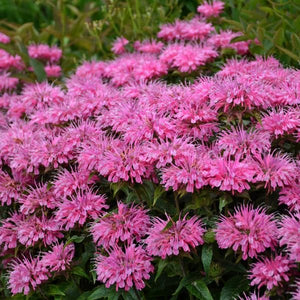 Sugar Buzz® Bubblegum Blast Bee Balm