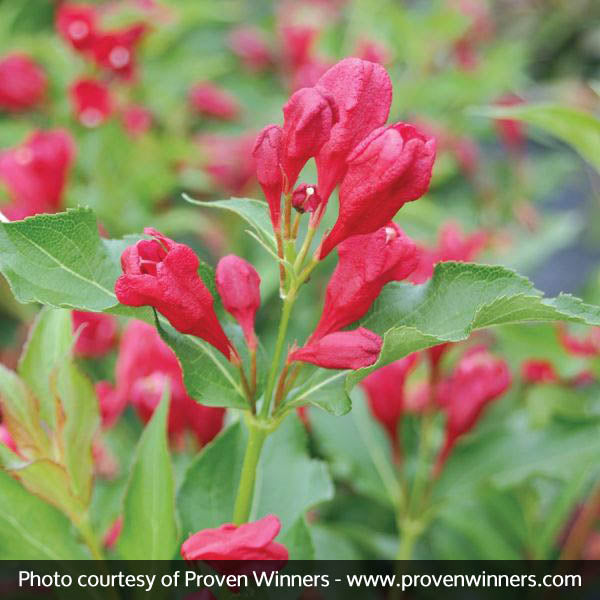 Sonic Bloom&reg; Red Reblooming Weigela