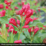 Sonic Bloom&reg; Red Reblooming Weigela