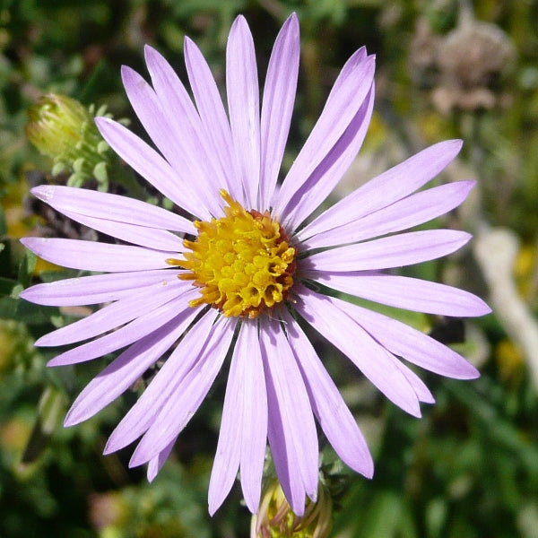 Summer Pollinator Pocket Garden