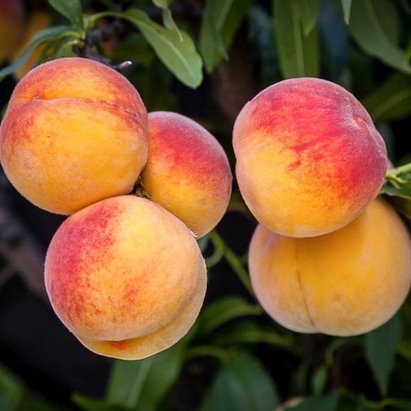 Elberta Peach Tree