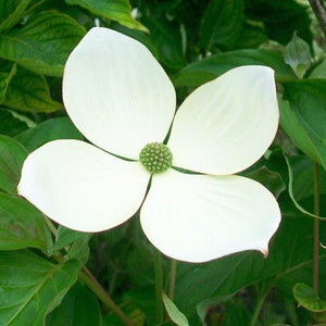 Venus? Dogwood