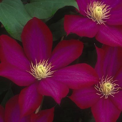 Bourbon Clematis