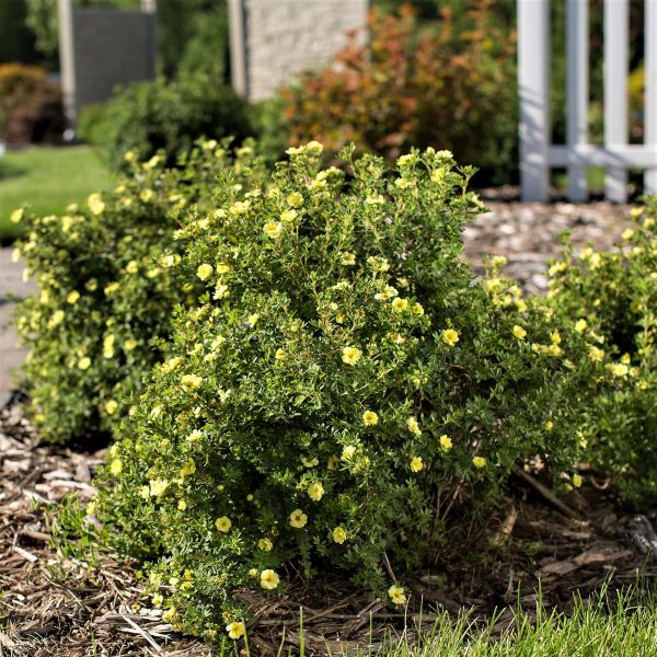 First Editions&reg; Lemon Meringue&trade; Potentilla