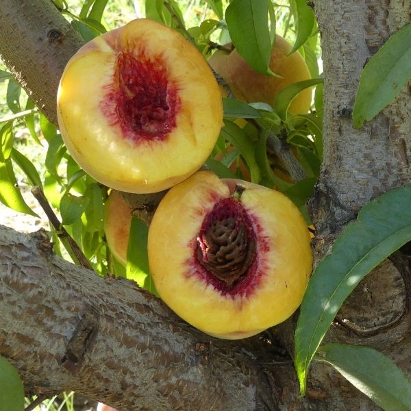 Fairtime Peach Tree - Nature Hills Nursery - Paper Pot 4 - 5 Feet - 
