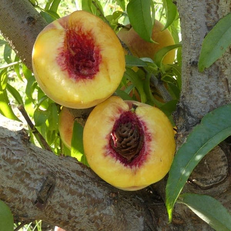 Fairtime Peach Tree - Nature Hills Nursery - Paper Pot 4 - 5 Feet - 