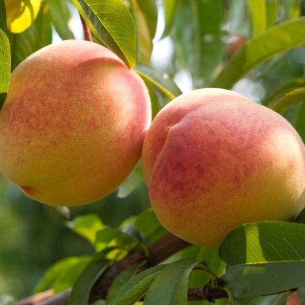 Fairtime Peach Tree - Nature Hills Nursery - Paper Pot 4 - 5 Feet - 