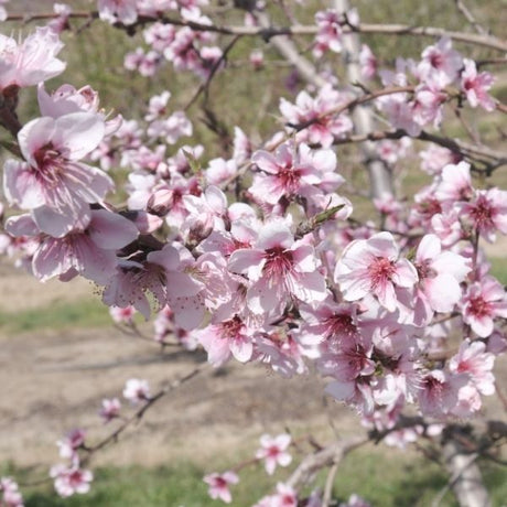Fairtime Peach Tree - Nature Hills Nursery - Paper Pot 4 - 5 Feet - 