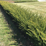 Fairview Yew - Nature Hills Nursery - #5 Container - 