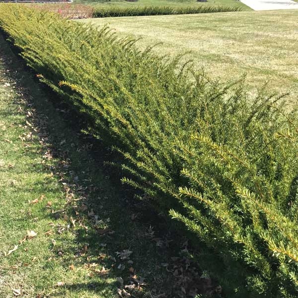 Fairview Yew - Nature Hills Nursery - #5 Container - 