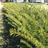 Fairview Yew - Nature Hills Nursery - #5 Container - 