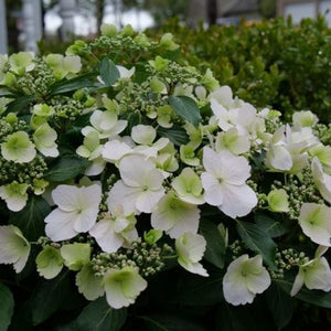 Fairytrail Bride&reg; Cascade Hydrangea&reg; - Nature Hills Nursery - #2 Container - 