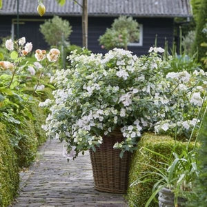 Fairytrail Bride&reg; Cascade Hydrangea&reg; - Nature Hills Nursery - #2 Container - 
