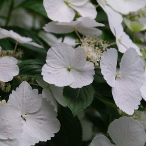 Fairytrail Bride&reg; Cascade Hydrangea&reg; - Nature Hills Nursery - #2 Container - 