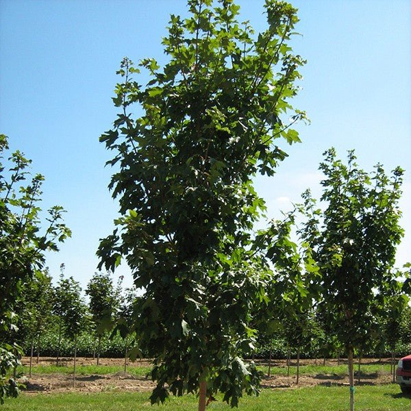 Fall Fiesta&reg; Sugar Maple Tree - Nature Hills Nursery - #15 Container - 
