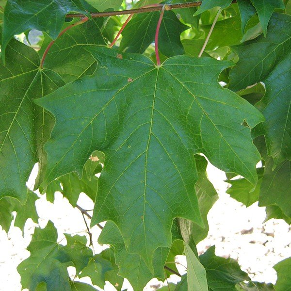 Fall Fiesta&reg; Sugar Maple Tree - Nature Hills Nursery - #15 Container - 