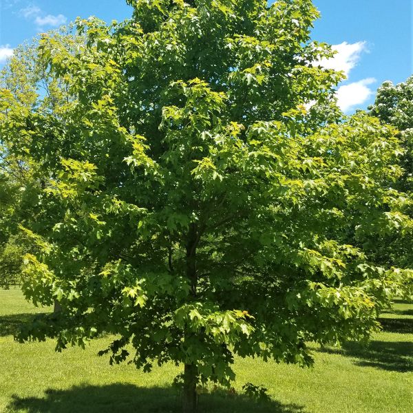 Fall Fiesta&reg; Sugar Maple Tree - Nature Hills Nursery - #15 Container - 