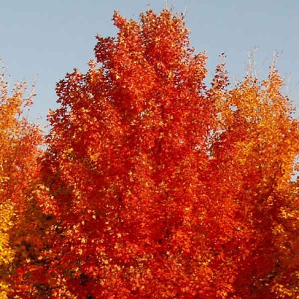 Fall Fiesta&reg; Sugar Maple Tree - Nature Hills Nursery - #15 Container - 