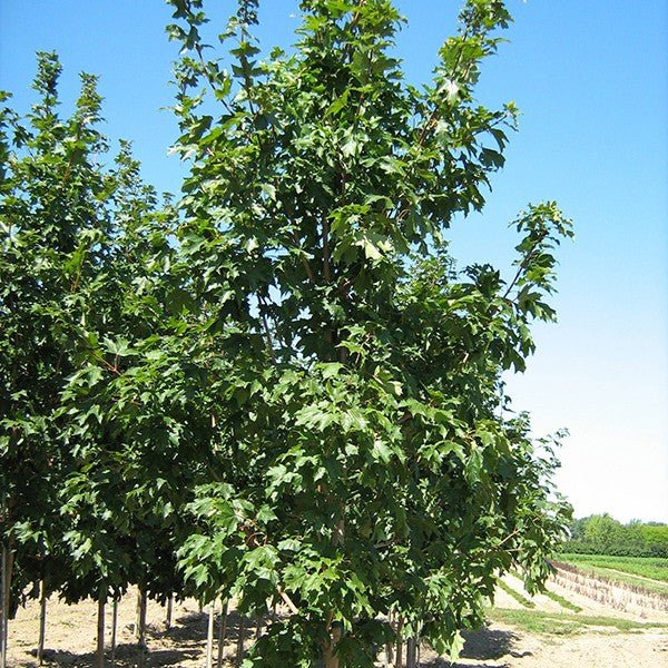 Fall Fiesta&reg; Sugar Maple Tree - Nature Hills Nursery - #15 Container - 