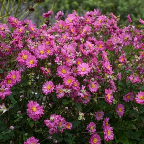 Fall in Love® Sweetly Japanese Anemone (Anemone x 'Sweetly' PP31089) planted in a residential landscape.