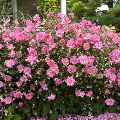 Close-up of pink anemone flowers on Fall in Love® Sweetly Japanese Anemone.