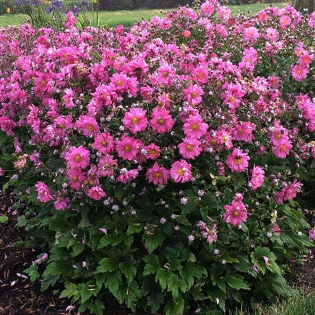 Perennial foliage of Fall in Love® Sweetly Japanese Anemone (Anemone x 'Sweetly' PP31089) in a garden setting.