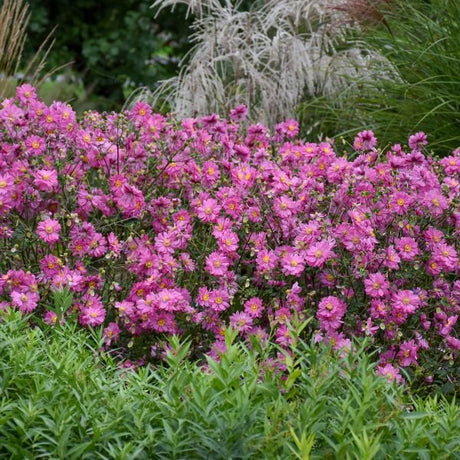Fall in Love® Sweetly Japanese Anemone (Anemone x 'Sweetly' PP31089) growing in a garden landscape, showing mature perennial form.
