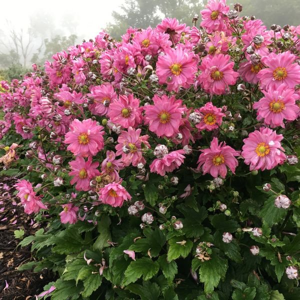 Fall in Love® Sweetly Japanese Anemone (Anemone x 'Sweetly' PP31089), a perennial featuring pink flowers and perennial.