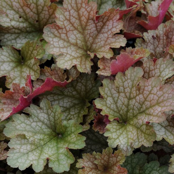 carnival fall festival coral bells