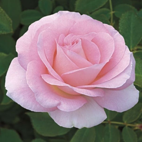 Falling in Love™ Hybrid Tea Rose - Rose - Nature Hills Nursery - 2 Container - 